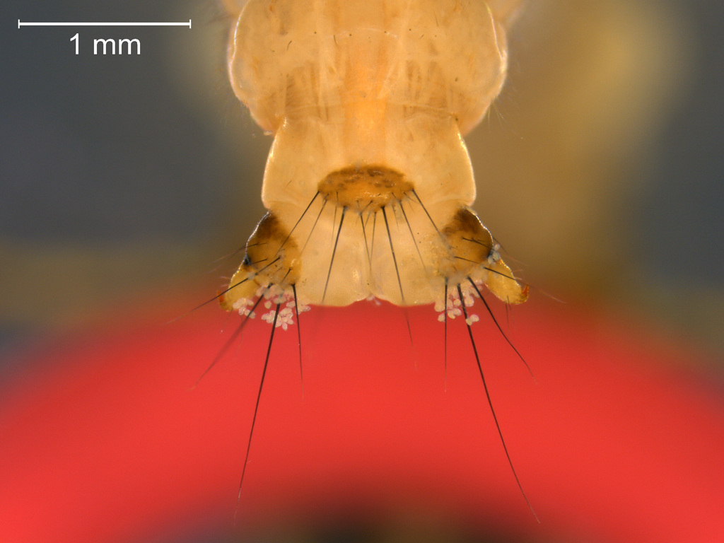 Limnephilus centralis